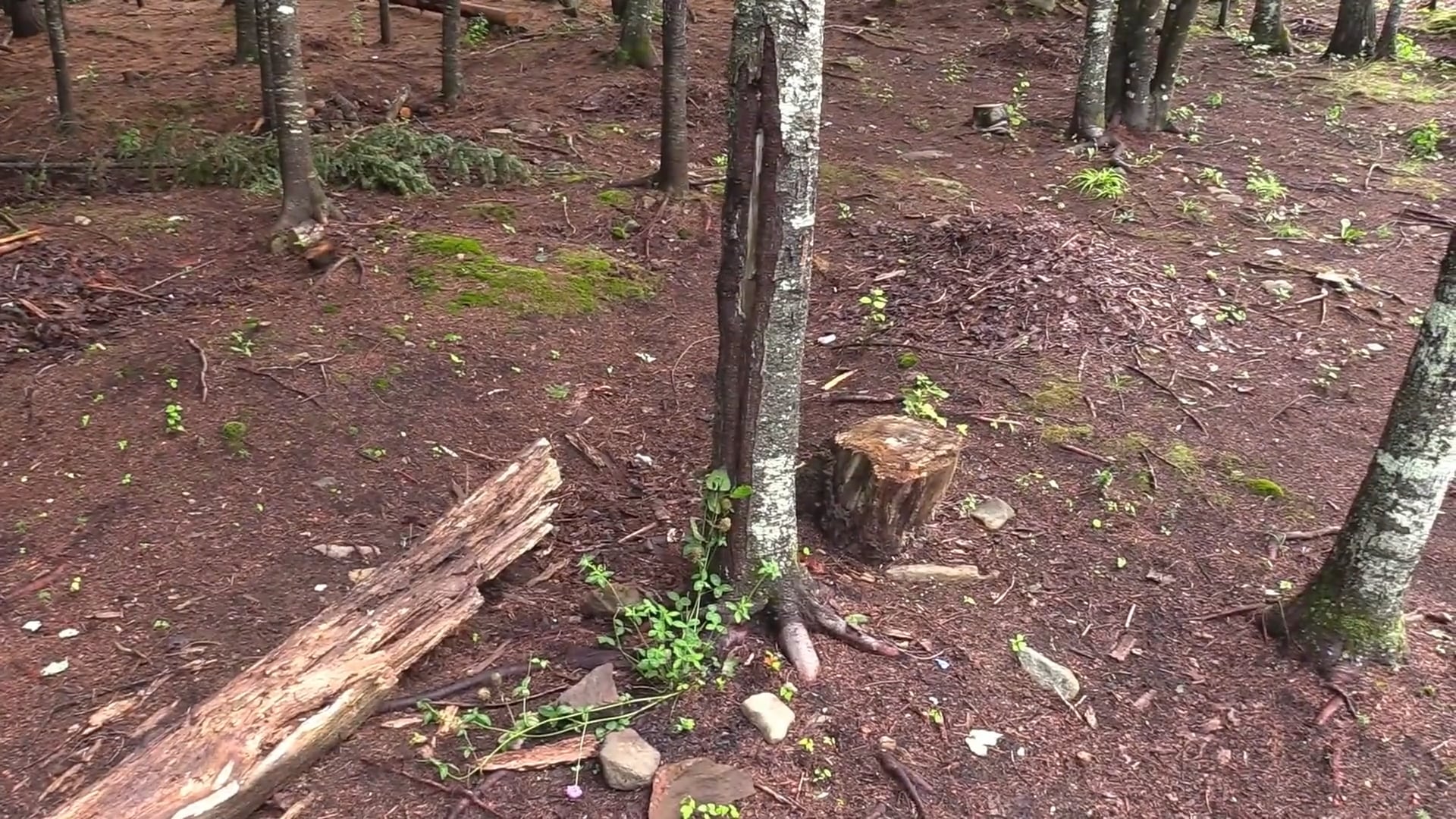 What is Risky Play? - TREES Network